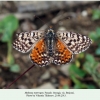 melitaea interrupta georgia borzhomi female